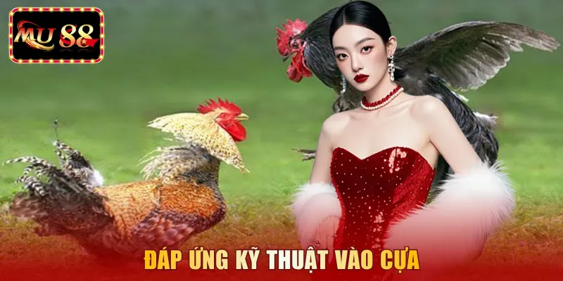 Đáp ứng kỹ thuật vào cựa