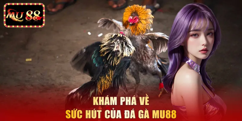 Khám phá về sức hút của đá gà MU88