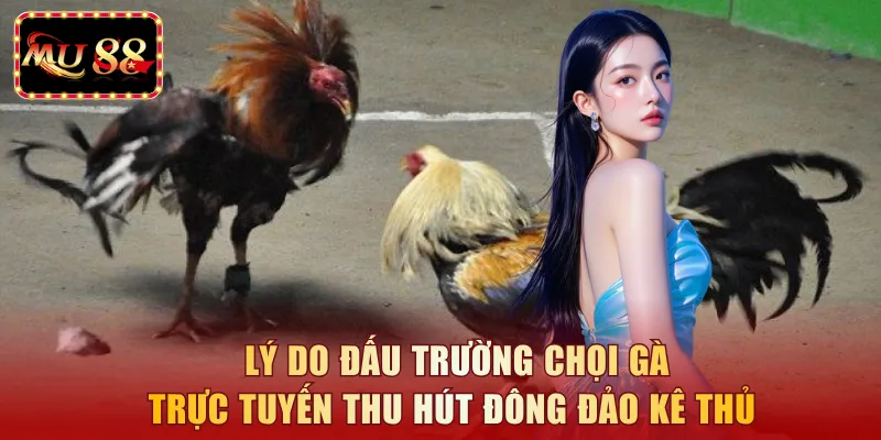 Lý do đấu trường chọi gà trực tuyến thu hút đông đảo kê thủ