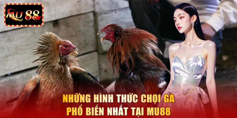 Những hình thức chọi gà phổ biến nhất tại MU88